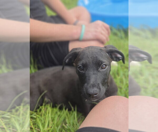 Medium Photo #1 Aussiedor Puppy For Sale in Sanford, FL, USA