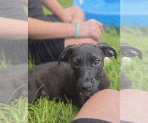 Aussiedor Dogs for adoption in Sanford, FL, USA