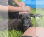 Jack - Male Aussiedor Dog for Adoption - Small photo