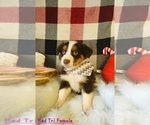 Small Photo #1 Australian Shepherd Puppy For Sale in RICHLAND, MO, USA