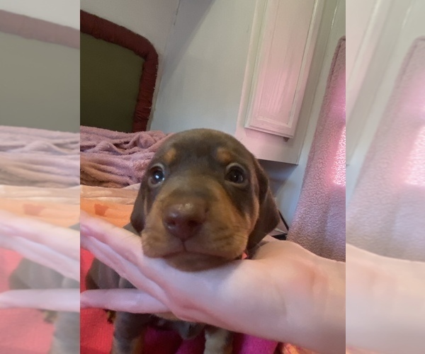 Medium Photo #3 Dachshund Puppy For Sale in DENHAM SPRINGS, LA, USA