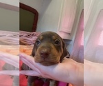 Small #2 Dachshund