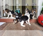 Small #3 Beagle-Bluetick Coonhound Mix