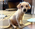 Small #3 Mutt