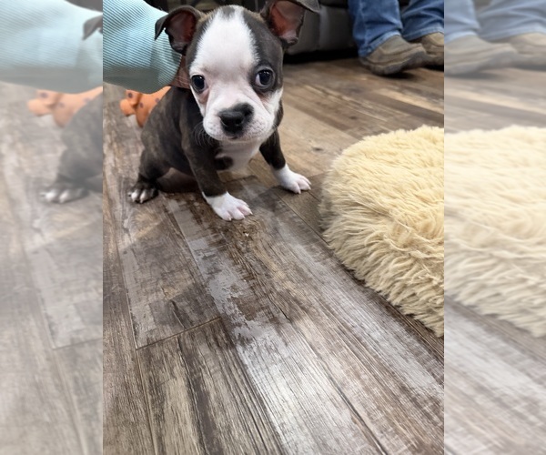 Medium Photo #4 Boston Terrier Puppy For Sale in FREDONIA, KS, USA