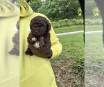 Small #7 YorkiePoo