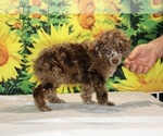 Maurice - Male Poodle (Toy) Puppy for Sale - Photo #36
