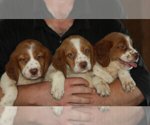 Brittany Puppy for sale in TEKAMAH, NE, USA