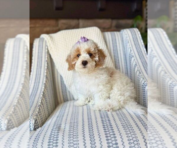 Medium Photo #1 Bichon Frise-Maltipoo (Miniature) Mix Puppy For Sale in BYRON CENTER, MI, USA