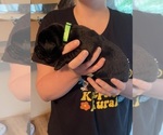 Small Photo #13 Labrador Retriever Puppy For Sale in REDDING, CA, USA