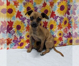 Chiweenie Dogs for adoption in Chico, CA, USA
