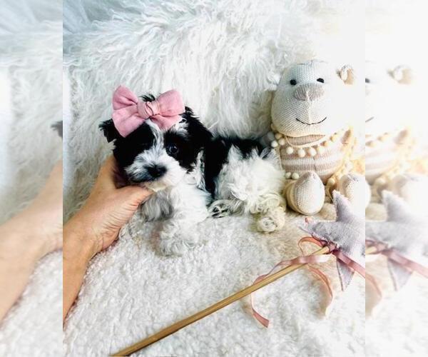 Medium Photo #8 Biewer Terrier Puppy For Sale in WEST PALM BEACH, FL, USA