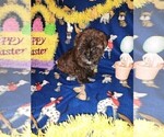 Puppy Cutie Yorkshire Terrier