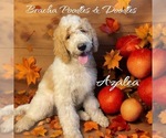 Puppy Azalea Goldendoodle