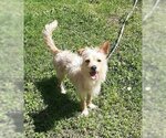 Small Photo #1 Mutt Puppy For Sale in Missouri City, TX, USA