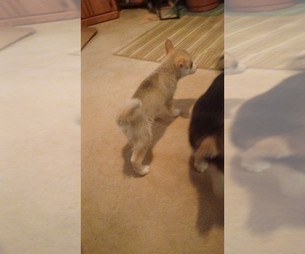 Medium Photo #4 Gerberian Shepsky Puppy For Sale in EDMORE, MI, USA