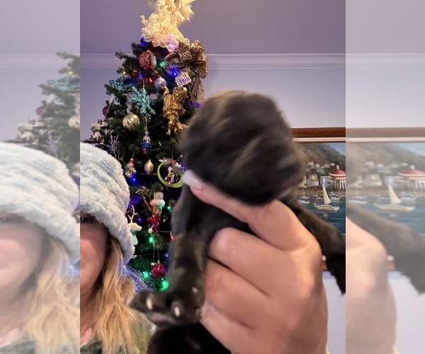 Medium Photo #7 Great Dane Puppy For Sale in CLANTON, AL, USA