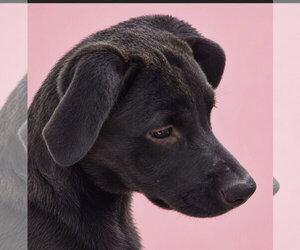 Milky Way~meet me! - Male Borador Dog for Adoption - Photo #3
