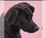 Small Photo #3 Borador Puppy For Sale in Southbury, CT, USA