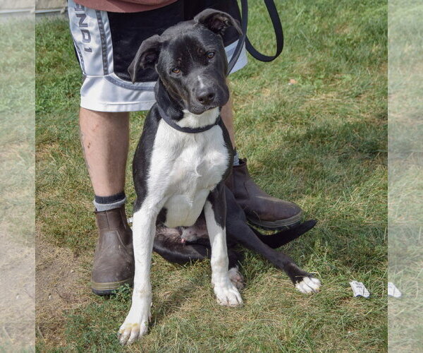 Medium Photo #6 Siberian Husky-Unknown Mix Puppy For Sale in Huntley, IL, USA