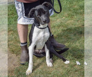 Jordy - Male Siberian Husky-Unknown Mix Dog for Adoption - Photo #6