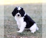 Small Photo #2 Bernedoodle (Miniature) Puppy For Sale in NEW HOLLAND, PA, USA