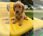 Puppy AKC Anna Golden Retriever