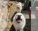 Small #8 Great Pyrenees