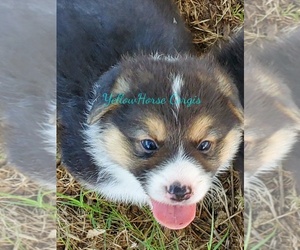 Welsh Cardigan Corgi Puppy for sale in ALVORD, TX, USA