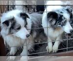 Small #6 Border Collie