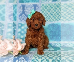 Miniature Labradoodle Puppy for sale in NOTTINGHAM, PA, USA