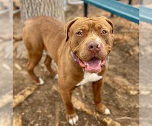 American Bulldog Dogs for adoption in Aurora, CO, USA