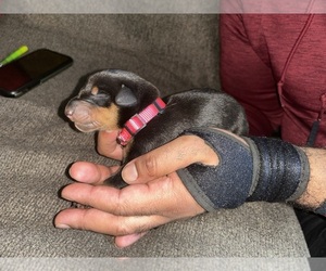 Doberman Pinscher Puppy for sale in OAK FOREST, IL, USA