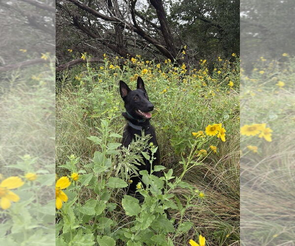 Medium Photo #8 Holland Shepherd-Unknown Mix Puppy For Sale in Imlay City, MI, USA