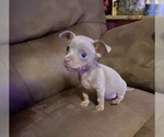 Small Photo #3 Chihuahua Puppy For Sale in ARANSAS PASS, TX, USA