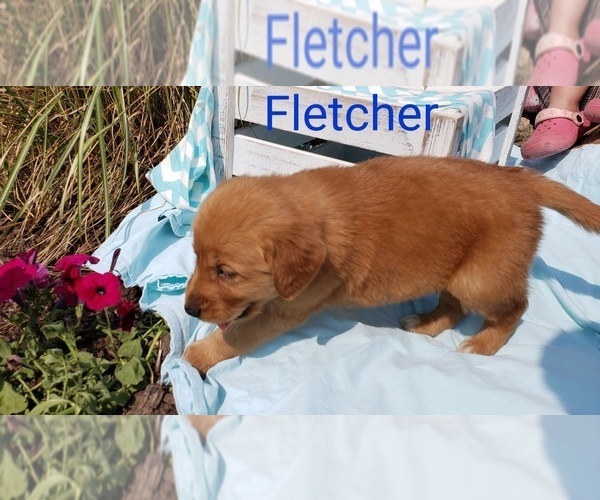 Medium Photo #4 Golden Retriever Puppy For Sale in SHERIDAN, MI, USA