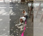 Small #8 Cavalier King Charles Spaniel Mix