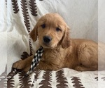 Puppy Dancer Golden Retriever