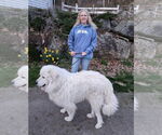 Small #2 Great Pyrenees