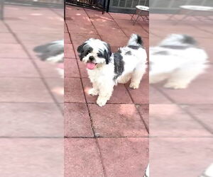 Shih Tzu Dogs for adoption in Weston, FL, USA