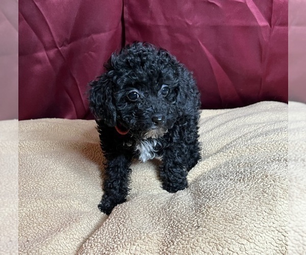Medium Photo #9 Poodle (Miniature) Puppy For Sale in DUNDEE, OH, USA