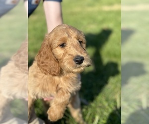 Goldendoodle Puppy for sale in MADISONVILLE, KY, USA