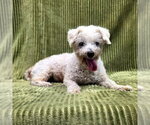 Small #1 Poodle (Miniature)