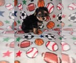 Small Photo #14 Morkie Puppy For Sale in LAPEER, MI, USA