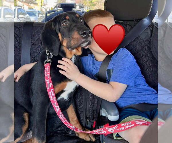 Medium Photo #4 Coonhound-Unknown Mix Puppy For Sale in Canton, CT, USA