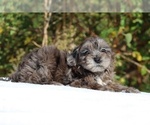 Small #1 ShihPoo