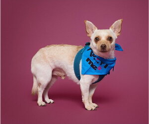 Chihuahua Dogs for adoption in Rosenberg, TX, USA