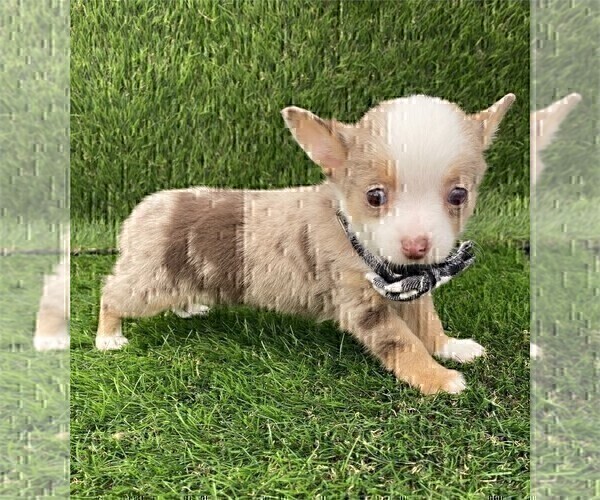 Medium Photo #17 Chihuahua Puppy For Sale in AVONDALE ESTATES, GA, USA