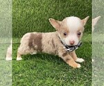 Small #16 Chihuahua