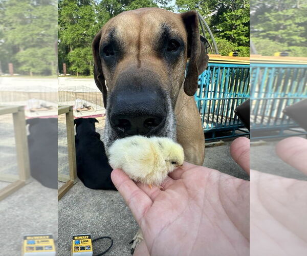 Medium Photo #3 Great Dane Puppy For Sale in Bullard, TX, USA